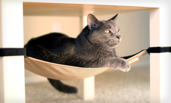 9 Life-Changing Products To Enrich Your Pet's Life