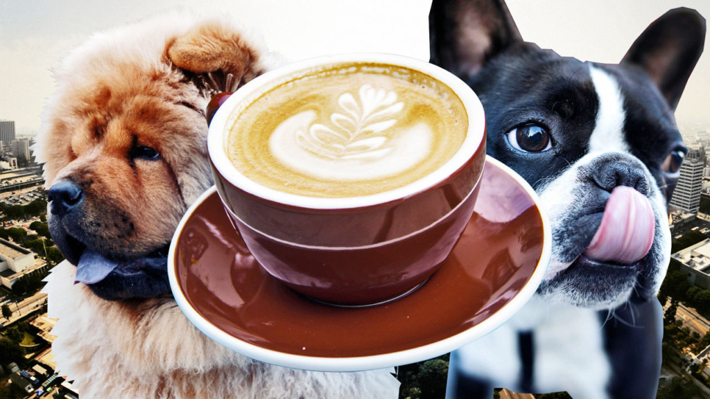 Give a Pug a Hug! - Find Dog & Cat Cafes in HK | Spacious