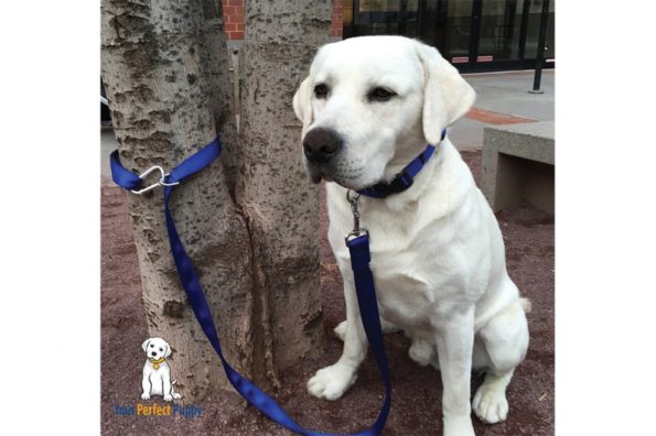 yourperfectleash-443caecc