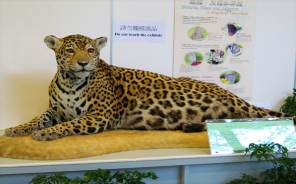 Best Places in Hong Kong to Enjoy with Kids