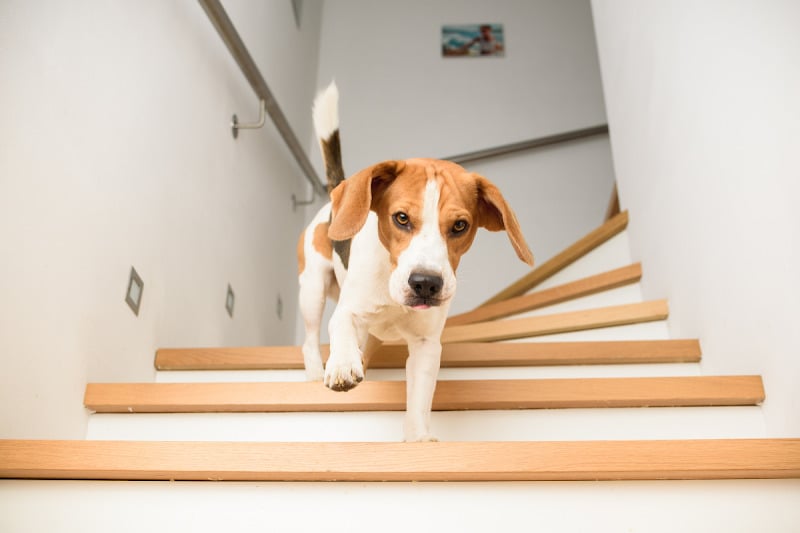 7 Tips for Apartment Living with Dogs in Hong Kong
