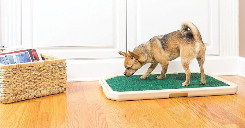 7 Tips for Apartment Living with Dogs in Hong Kong