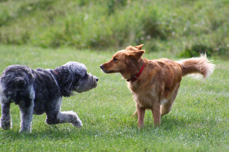 7 Tips for Apartment Living with Dogs in Hong Kong