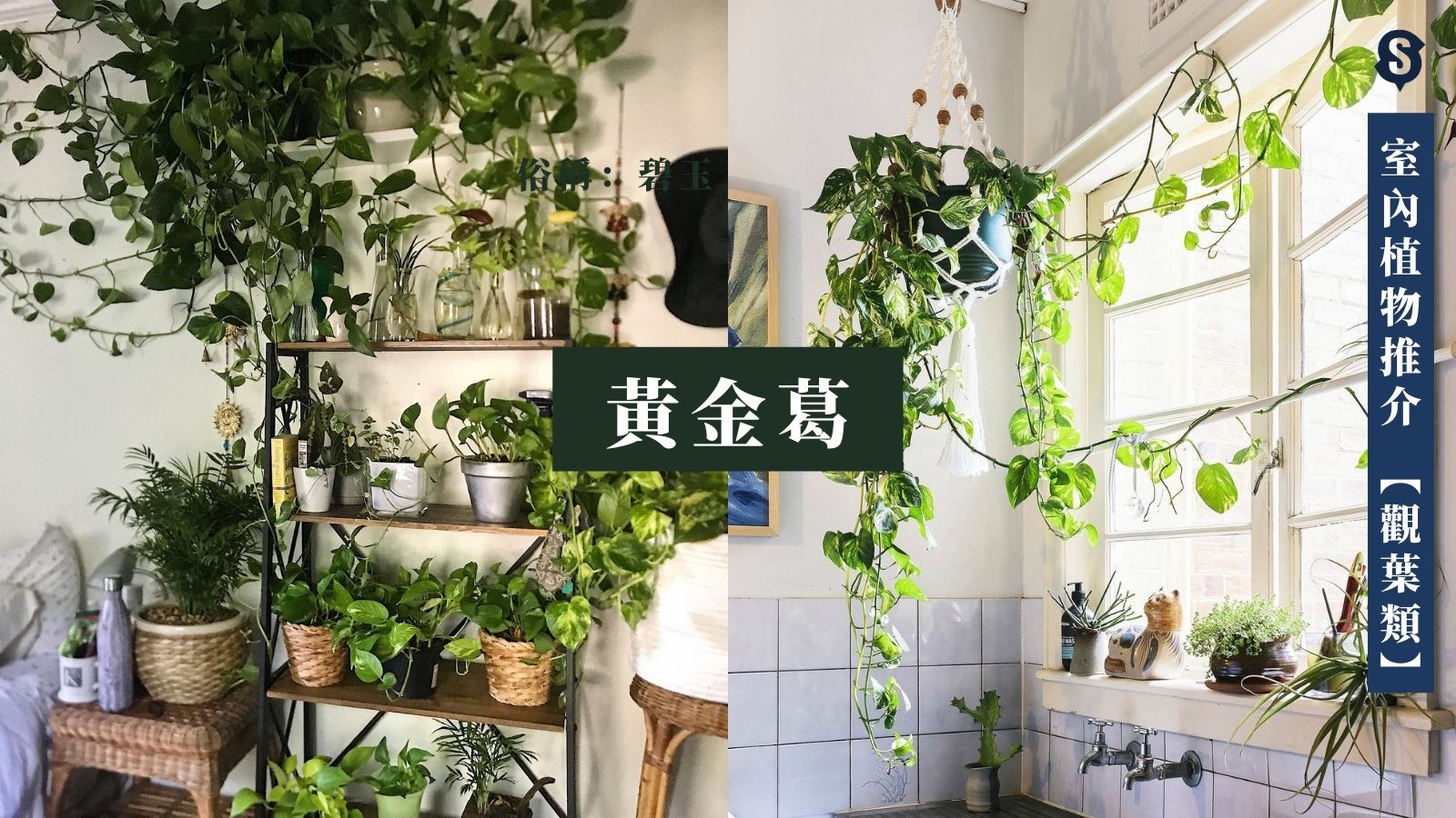 室內種植入門 9大超易打理 慳位室內植物 常綠 開花類推介 千居spacious