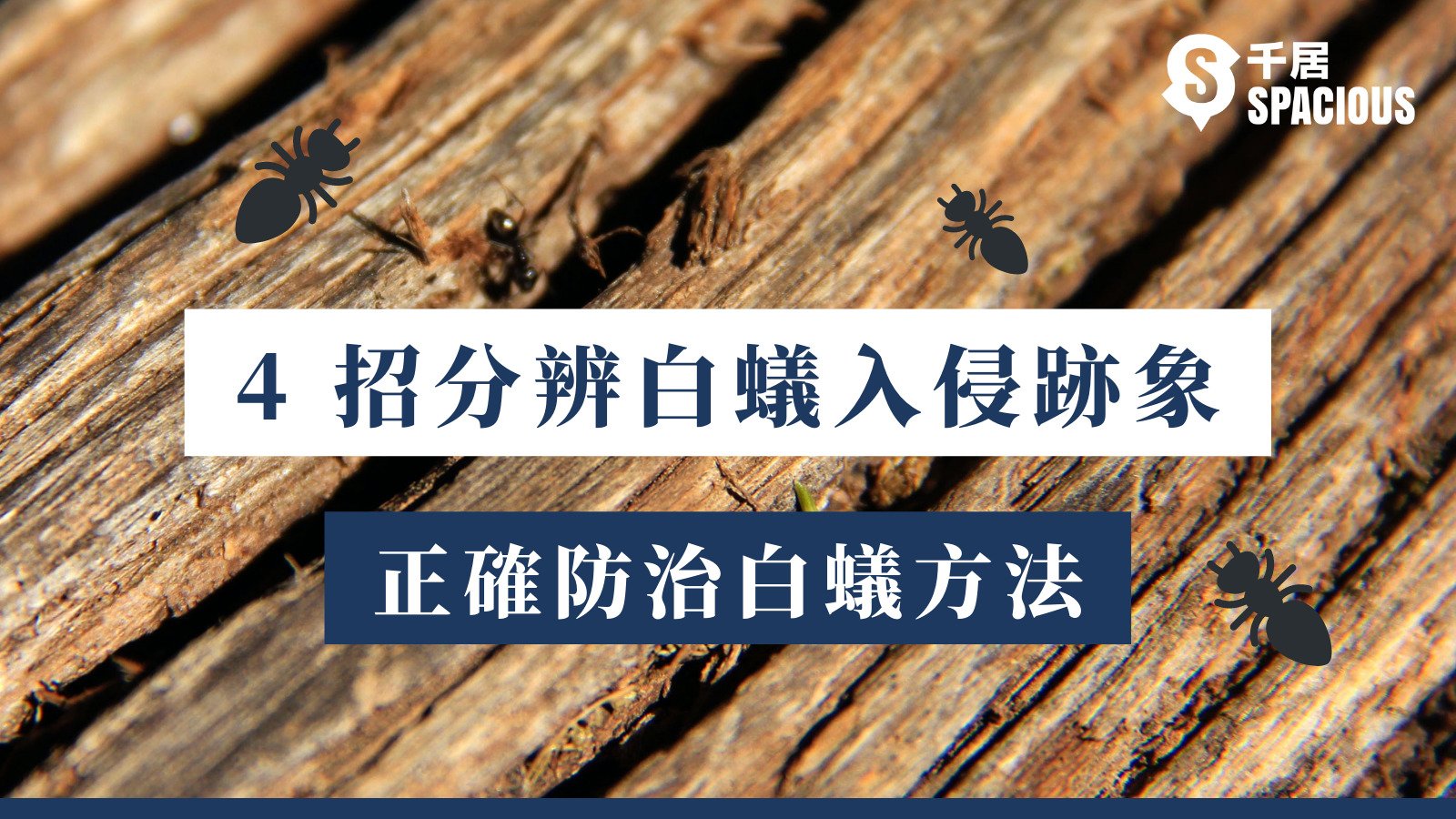 白蟻入侵兩週可吃光傢俱 4招分辨白蟻跡象 正確防治白蟻 千居spacious 白蟻入侵兩週可吃光傢俱 4招分辨白蟻跡象 正確防治白蟻 千居spacious