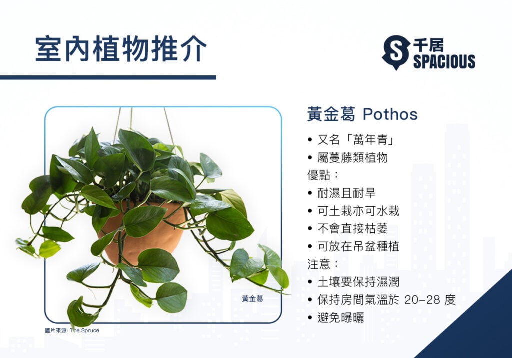 室內植物-黃金葛-Pothos